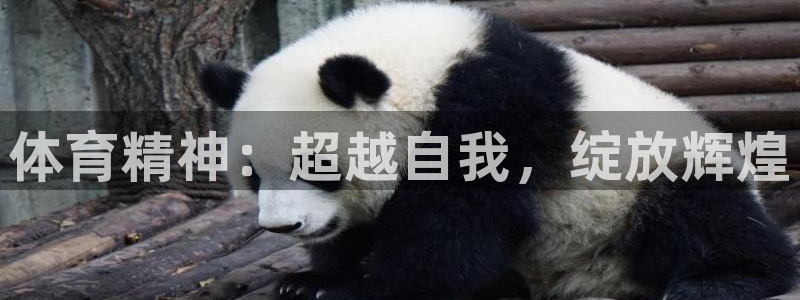 球深体育比分